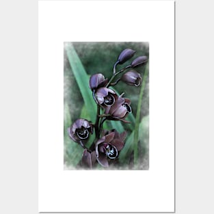 Soft Orchid Blooms Posters and Art